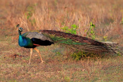 Indian peafowl