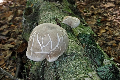 Birch polypore