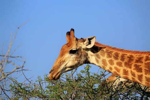 Southern giraffe