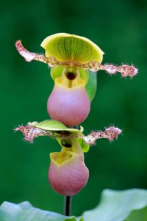 Venus slipper