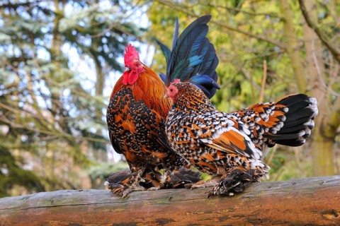 Feather-footed bantam