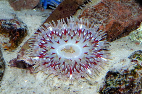 Pink Dahlia Anemone
