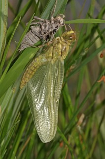 Black Tail Skimmer