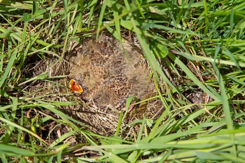 Skylark