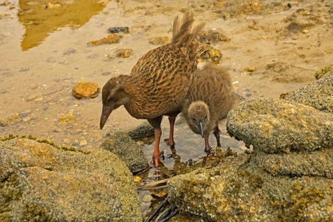 Stewart Island Weka
