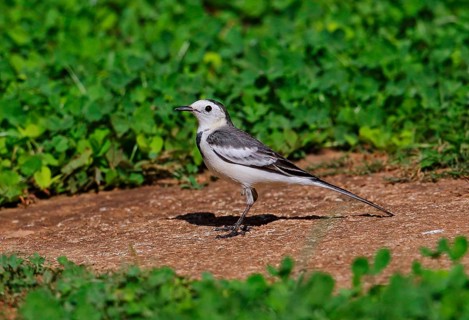Black Wagtail
