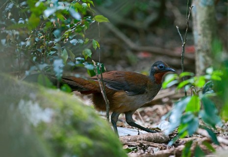 Brown-backed Lyrebird