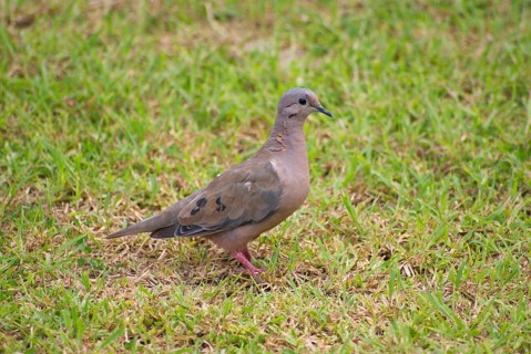 Eared dove