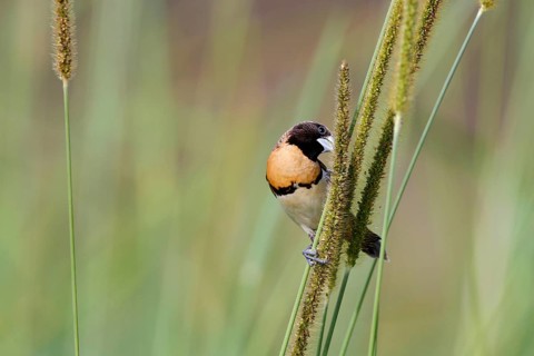 Chestnut-breasted Munia
