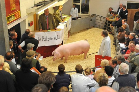 Domestic Pig