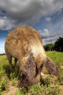 Domestic pig