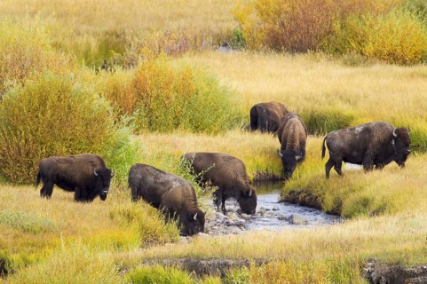 North American Bison