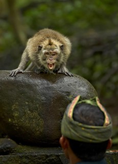 Crab-eating macaques