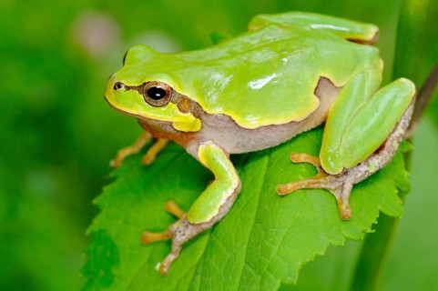 Italian tree frog