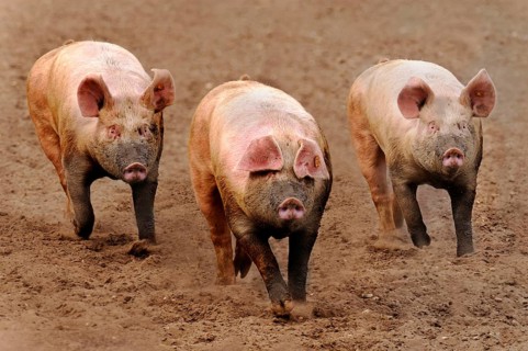 Domestic pig