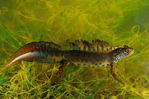 Italian Crested Newt