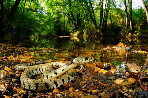 Grass snake