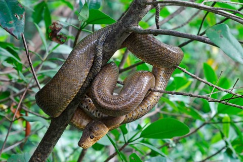 Boa