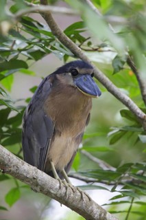 Boat-billed Heron
