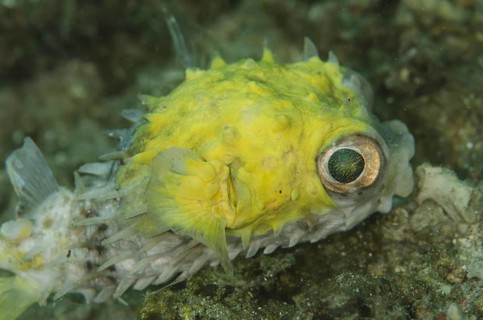 Orbicular Burrfish