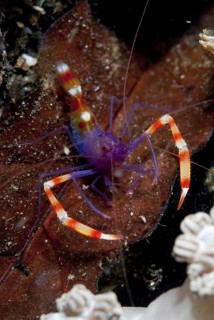 Blue Body Scissor Shrimp