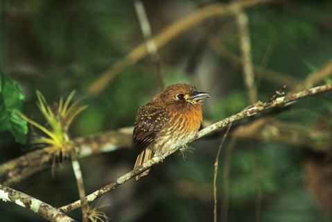 Moustached Puffbird