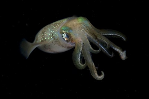Bigfin reef squid