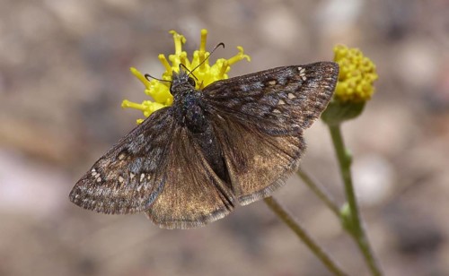 Grey-winged