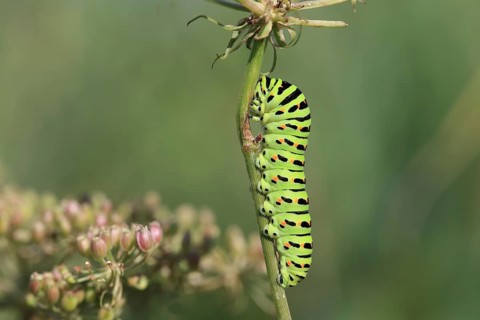 Swallowtail