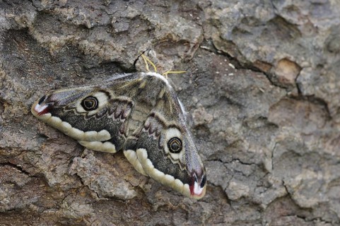 Small emperor moths