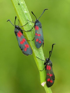 Six-spotted Burnet