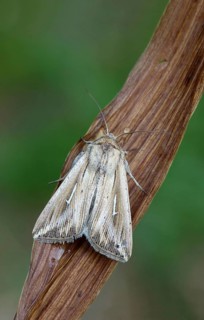 L-album Wainscot