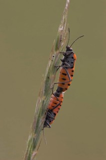 Knight bug