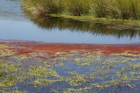 Red cyanobacteria
