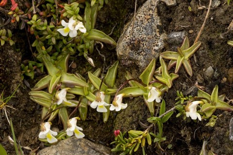 Alpine Butterwort