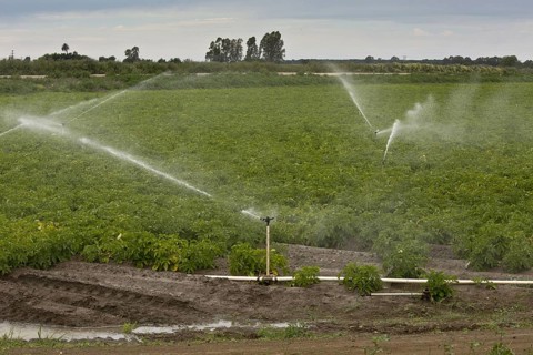 Cultivation of potatoes