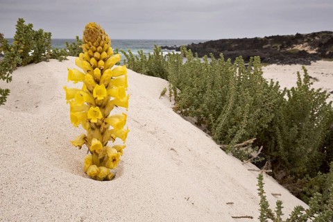 Yellow Broomrape