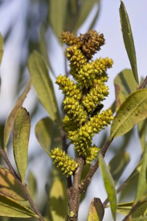Bog myrtle