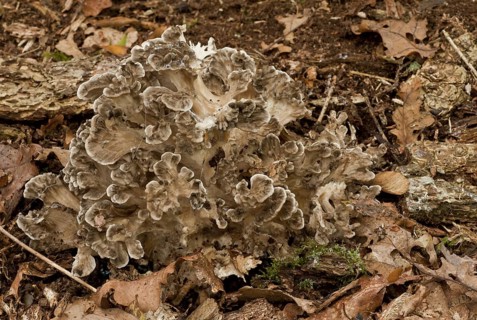 Hen-of-the-woods