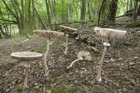 Slender Parasol