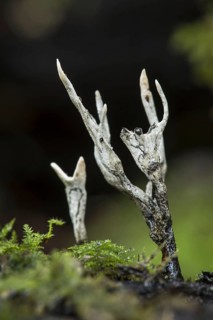 Candle snuff fungus