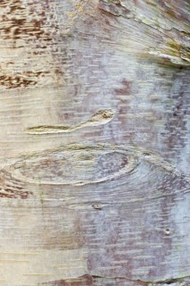 Chinese Red-barked Birch