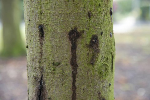 Horse-chestnut