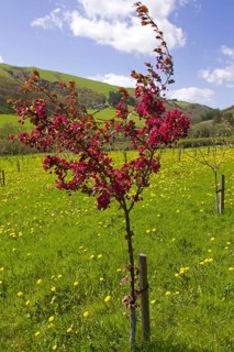 Cultivated ornamental apple