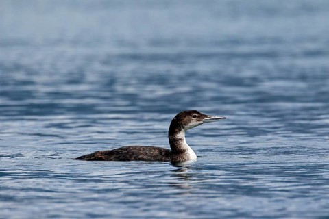 Great northern loon