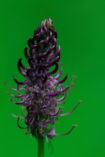 Black Devil's Claw