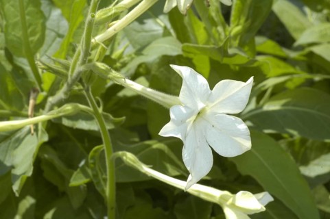 Wing tobacco