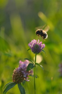 Northern northern white-tailed bumblebee