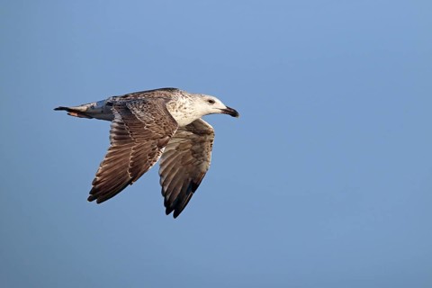 Great black-backed gull