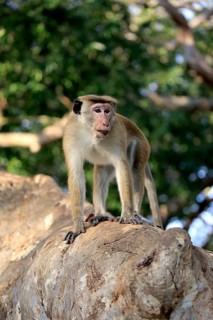 Toque macaque